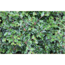 krzewy Irga rozkrzewiona K160