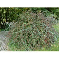 krzewy Irga rozkrzewiona K160