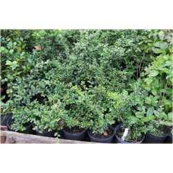 krzewy Irga rozkrzewiona K160