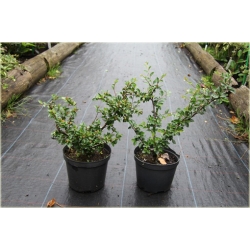 krzewy Irga rozkrzewiona K160