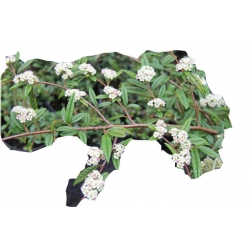 krzewy Irga wierzbolistna K152