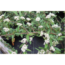 krzewy Irga wierzbolistna K152