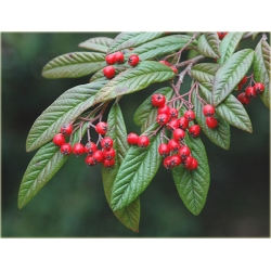 krzewy Irga wierzbolistna K152