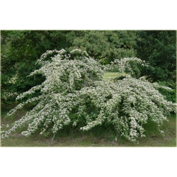 krzewy Irga wierzbolistna K152