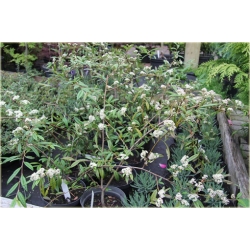 krzewy Irga wierzbolistna K152