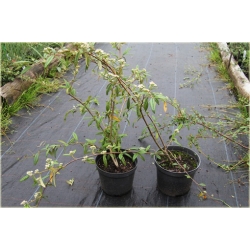 krzewy Irga wierzbolistna K152