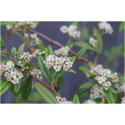 krzewy Irga wierzbolistna K152