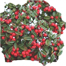 krzewy Irga wierzbolistna K144