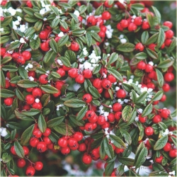 krzewy Irga wierzbolistna K144