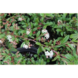 krzewy Irga wierzbolistna K144