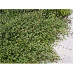 krzewy Irga wierzbolistna K144