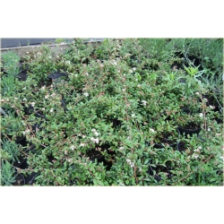 krzewy Irga wierzbolistna K144