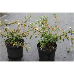 krzewy Irga wierzbolistna K144