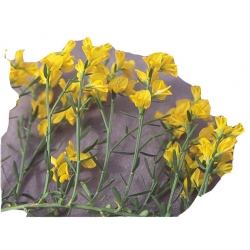 krzewy Janowiec bułgarski K79