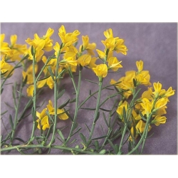 krzewy Janowiec bułgarski Genista K79