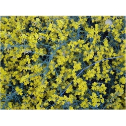 krzewy Janowiec bułgarski Genista K79