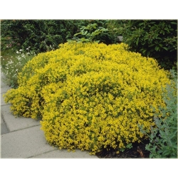 krzewy Janowiec bułgarski Genista K79