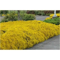 krzewy Janowiec bułgarski Genista K79