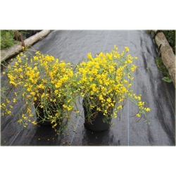 krzewy Janowiec bułgarski Genista K79