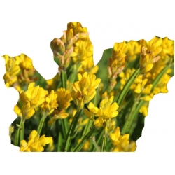 krzewy Janowiec strzałkowaty Genista K83