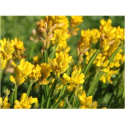 krzewy Janowiec strzałkowaty Genista K83