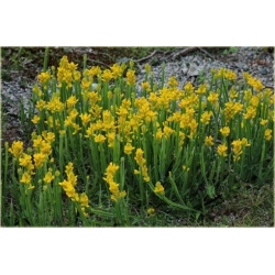 krzewy Janowiec strzałkowaty Genista K83