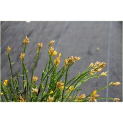 krzewy Janowiec strzałkowaty Genista K83