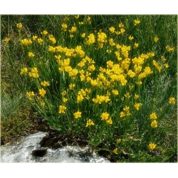 krzewy Janowiec strzałkowaty Genista K83