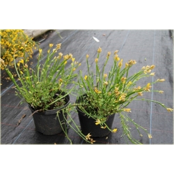 krzewy Janowiec strzałkowaty Genista K83