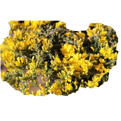 Janowiec włosisty Genista Pilosa