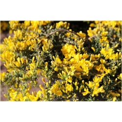 Janowiec włosisty Genista Pilosa