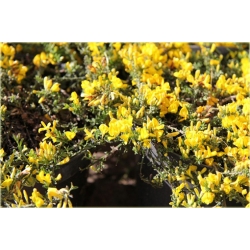 Janowiec włosisty Genista Pilosa