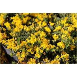 Janowiec włosisty Genista Pilosa