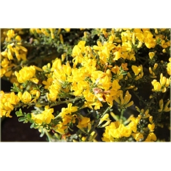 Janowiec włosisty Genista Pilosa