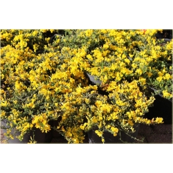 Janowiec włosisty Genista Pilosa
