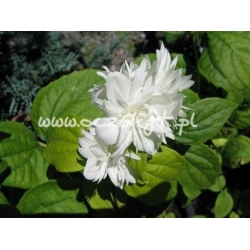 krzewy Jaśminowiec Snowflake K53