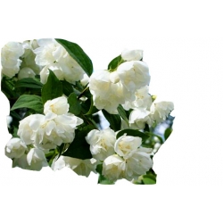 krzewy Jaśminowiec wonny Albatre K78