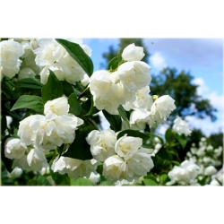 krzewy Jaśminowiec wonny Albatre K78