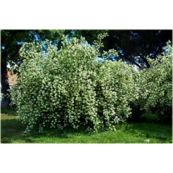 krzewy Jaśminowiec wonny Albatre K78