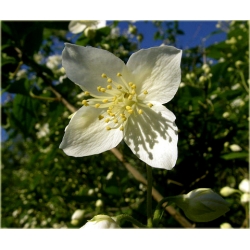 krzewy Jaśminowiec wonny Albatre K78