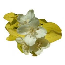 krzewy Jaśminowiec wonny Aureus K46