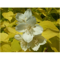 krzewy Jaśminowiec wonny Aureus K46