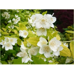 krzewy Jaśminowiec wonny Aureus K46