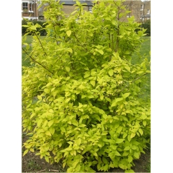 krzewy Jaśminowiec wonny Aureus K46