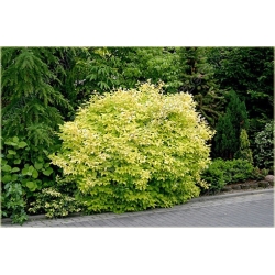 krzewy Jaśminowiec wonny Aureus K46