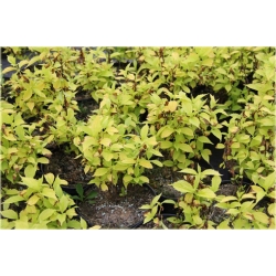 krzewy Jaśminowiec wonny Aureus K46