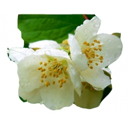 krzewy Jaśminowiec wonny K81