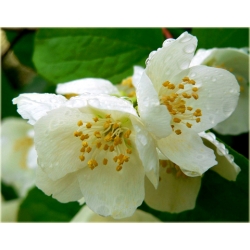 krzewy Jaśminowiec wonny K81