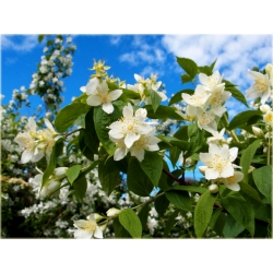 krzewy Jaśminowiec wonny K81