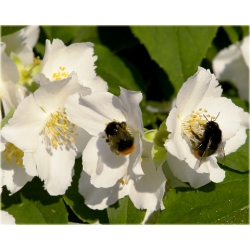 krzewy Jaśminowiec wonny K81